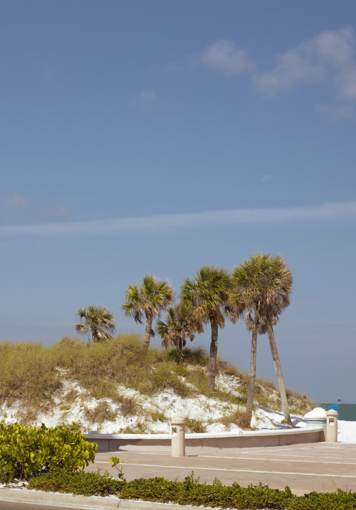Palms in Clearwater Beach, Florida