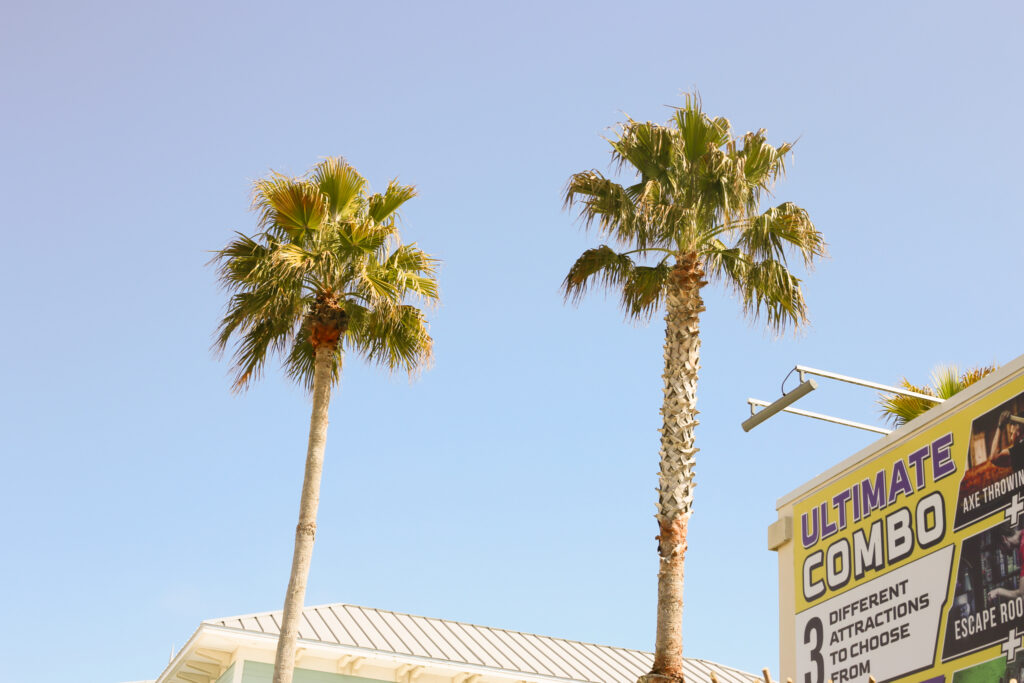 Palm trees in Panama City Beach, Florida